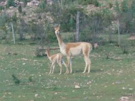 Campos y Fincas Venta Jujuy venta